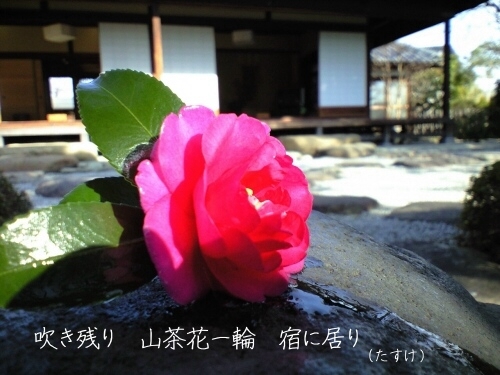 さざんかの宿