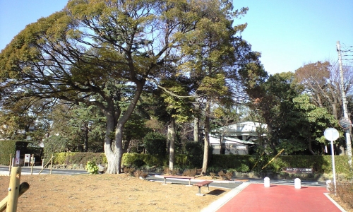 宿の旧道と椎の木