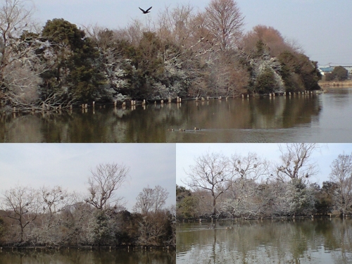 カワウのコロニー