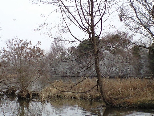 水元公園バードサンクチュアリ