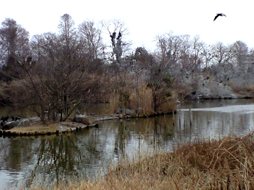 水元公園カワウのコロニー