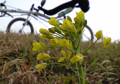 一番咲きの菜の花