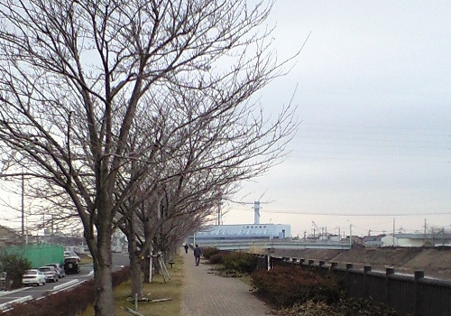 三郷放水路遊歩道の桜並木