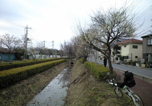二郷半領用水(生垣)