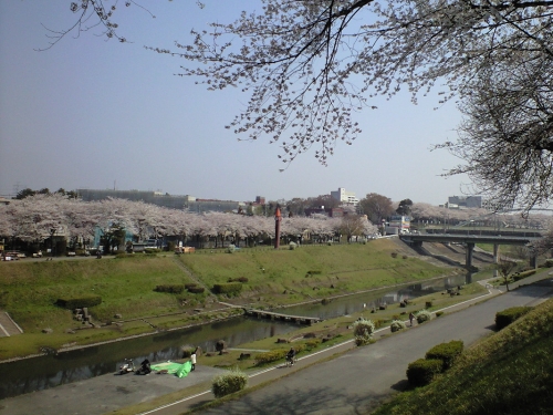 桜咲く運河水辺公園