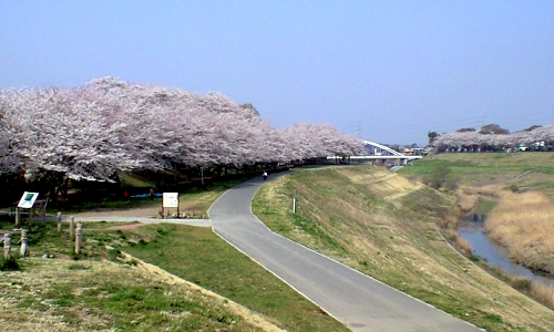 利根運河の桜